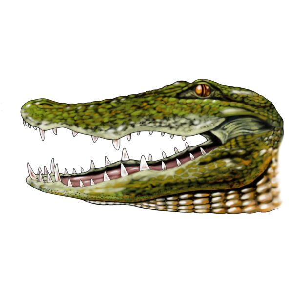 GATOR Thumbnail